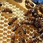 Oltre un milione per gli apicoltori toscani