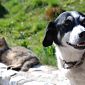 Il Comune si attiva per il benessere degli animali