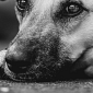 Calci al cane e minacce ai poliziotti che lo soccorrono