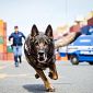 Addio Amper, cane poliziotto antidroga