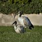 L'ibis sacro avvistato nelle campagne pisane