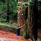 Alberi monumentali, in Toscana 165 giganti verdi