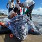 Grossa Tartaruga liuto senza vita sulla spiaggia