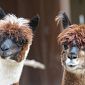 Alpaca-mania ed è boom di allevamenti