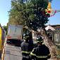 Albero cade su un camion dei rifiuti