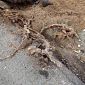 Tre alberi da abbattere e lente sui pericolanti