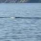 Balenottera show nel mare toscano