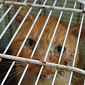 Spari a ripetizione contro un gatto randagio