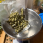 Il cane finanziere scopre la serra di marijuana