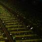 Treno investe un animale, ritardi e disagi