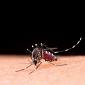 Due nuovi casi di Dengue a Prato