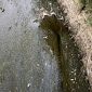 L'acqua scarseggia, moria di pesci nel canale