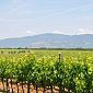 Vino toscano alla scalata di nuovi mercati esteri