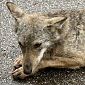Poliziotto salva cucciolo di lupo in strada