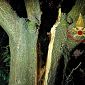 L'albero si spacca in due e minaccia case e auto