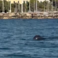 Capodoglio dà spettacolo davanti al porticciolo -VIDEO