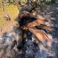 Per arrostire i wurstel incendiano l'albero secolare