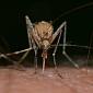 Dengue corre, contagi autoctoni e un focolaio