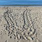 Sulle tracce della tartaruga Caretta caretta