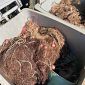 Reti da pesca tra i rifiuti, scattano le sanzioni