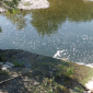 Schiuma bianca e pesci morti nelle acque del fiume