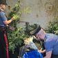 Piantagione di cannabis nella mansarda di casa