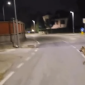 Lupo solitario si aggira fra le case - VIDEO