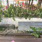 Rami spezzati e sigarette in giro, "il giardino va rispettato"