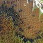 I piccioni banchettano nei campi di girasole, produzione a picco