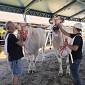Edio Giannellini trionfa alla Fiera Zootecnica
