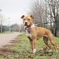 Pitbull sequestrato dopo due aggressioni
