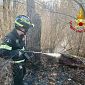 Le fiamme divampano nel bosco