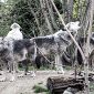 Assalto dei lupi, sbranata un'asinella incinta
