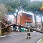 Albero di 15 metri crolla sulla strada 