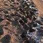 Granuli bianchi sulla spiaggia, sopralluogo di Arpat