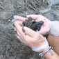 Tartarughine a sorpresa, 68 piccoli esemplari prendono il mare