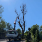 Rimosso l'albero pericolante vicino alla scuola