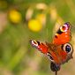 Votare le farfalle più belle per proteggerle tutte