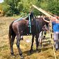 Vigili del Fuoco rialzano cavallo caduto a terra