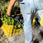 L'estate torrida anticipa la vendemmia