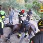 Cavallo cade nel torrente, salvato dai vigili del fuoco