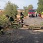 Albero crolla e si abbatte in piena carreggiata
