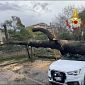 Grosso albero si schianta sulle auto parcheggiate