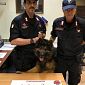 Addio al cane Battman, supereroe antidroga dei carabinieri