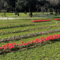 Conto alla rovescia per il parco dei tulipani