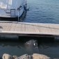 Non ce l'ha fatta la balenottera bloccata in porto - VIDEO