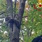 Poiana intrappolata su un albero a 15 metri d'altezza