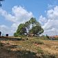 Albero crolla a terra, strada chiusa