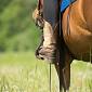 Love the King, 40mila euro per le cure del cavallo