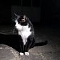 Gatto Saverio da mascotte del borgo a star dei social